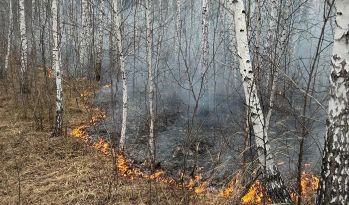 12 лесных пожаров ликвидировали за прошедшие сутки в Приангарье