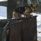 Рабочая группа для решения проблемы безнадзорных животных будет создана в Иркутске