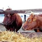 Правительство Иркутской области подготовит план взаимодействия с сельхозпроизводителями Монголии