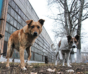 1350 бездомных собак необходимо отловить в Иркутске