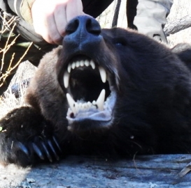 В Усть-Илимском районе участковый уполномоченный застрелил разъярённого медведя