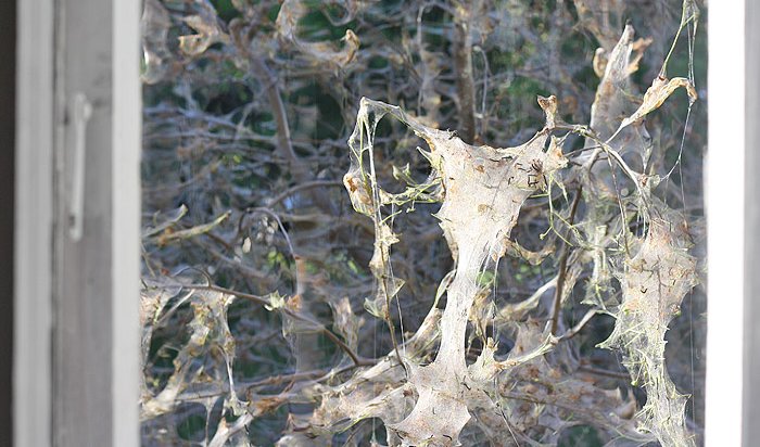 Деревья Иркутска начали обрабатывать от горностаевой моли