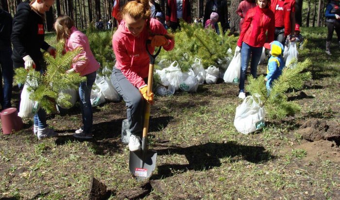 Более 1,5 тысячи саженцев сосны высадили 600 волонтеров в Кайской роще Иркутска