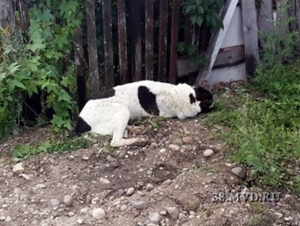 В Ангарске женщину загрызла собака