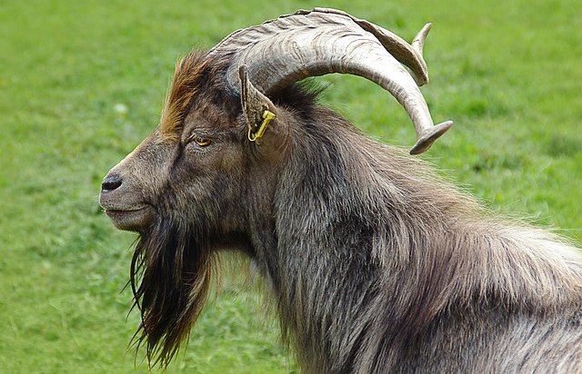 Иркутский контактный зоопарк объявил конкурс на лучшее фото с козой