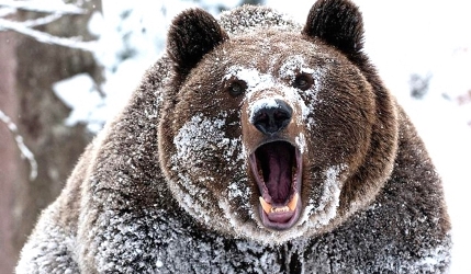 В Приангарье медведь растерзал работника лесопромышленного предприятия