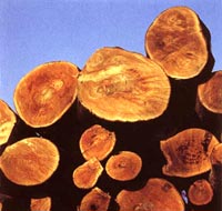 В Иркутской области работает более 1,8 тыс. пунктов приема и отгрузки древесин