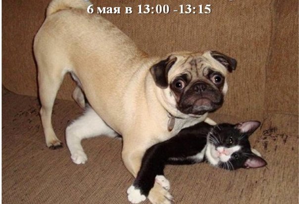 В Иркутске состоится сбор помощи приютским животным