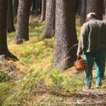 Ангарские спасатели ищут второго потерявшегося в лесу возле поселка Тальяны человека