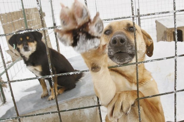 До конца года в Иркутске отловят почти тысячу бездомных собак