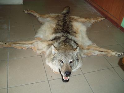 Первые вознаграждения за шкуры убитых волков получат в конце июля охотники Иркутской области