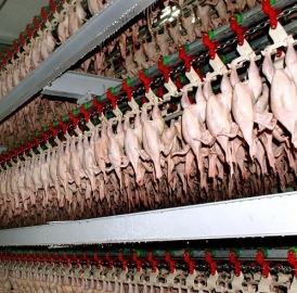 Около тонны курятины похитили с птицефабрики в Иркутской области