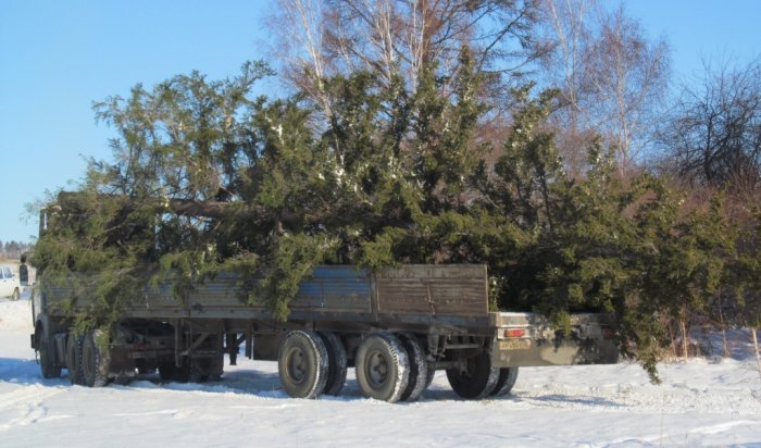 В Иркутске установили самую высокую натуральную ел