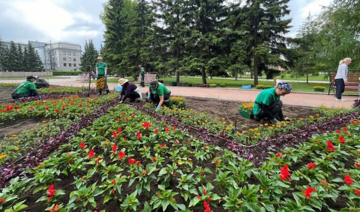 На городские клумбы Иркутска начали высаживать цветы