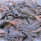 Иркутская область имеет достаточный потенциал для развития товарного рыбоводства – минсельхоз