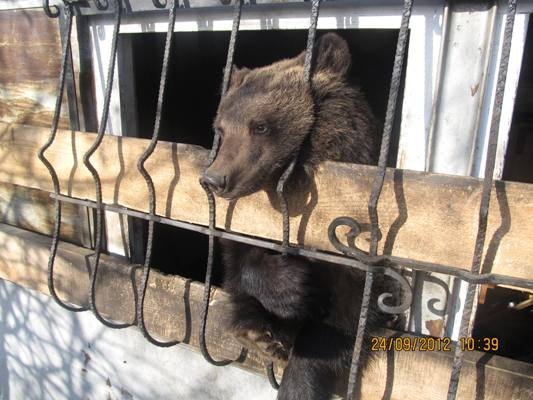 Бурого медведя незаконно держат в строительном вагончике в одном из поселков Иркутского района