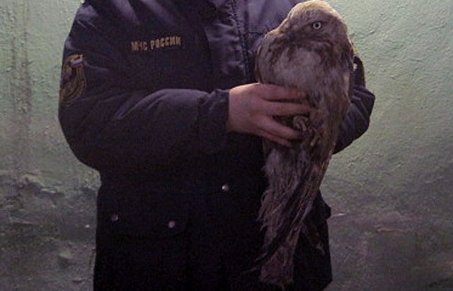 В Иркутской области пожарные спасли редкую птиц