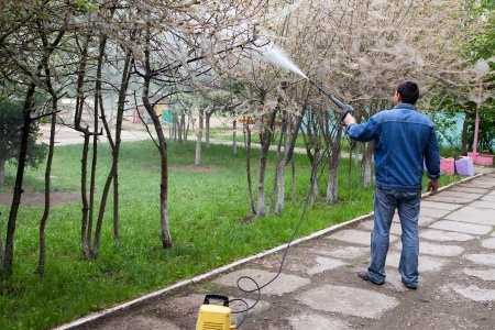 В Иркутске обрабатывают деревья от горностаевой моли водой из шланга