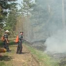 Концепция программы поддержки и развития лесного хозяйства разработана в Иркутской области