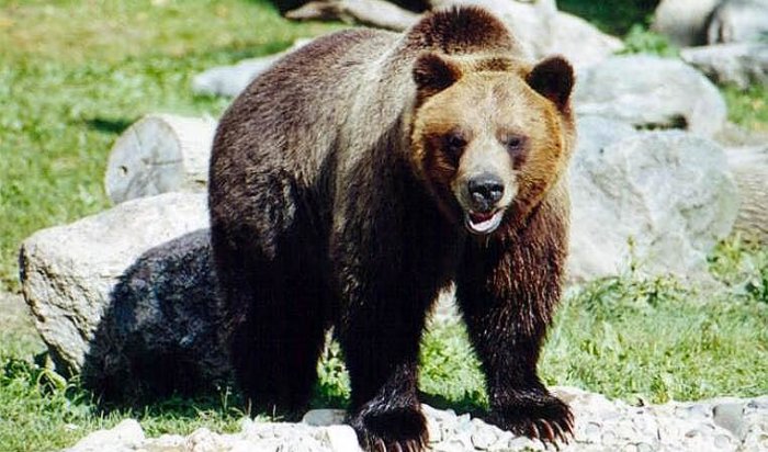 Три пропавших в Приангарье грибника, возможно, стали жертвами медведя