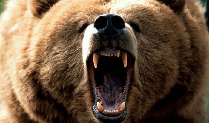 Медведи держат жителей Черемховского района в страхе: зверь задрал охотника