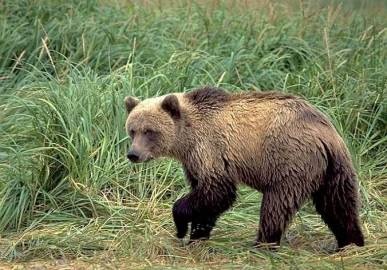 В Иркутской области на человека напал медвед