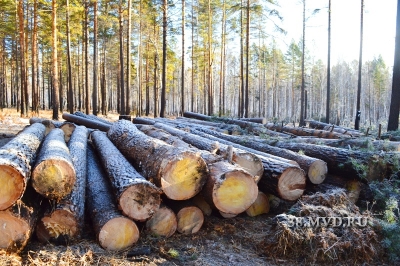 В Иркутске задержали черных лесорубов, вырубивших 100 кубометров леса