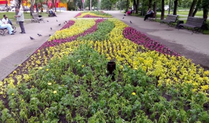 Иркутяне выкопали множество цветов с городских клумб