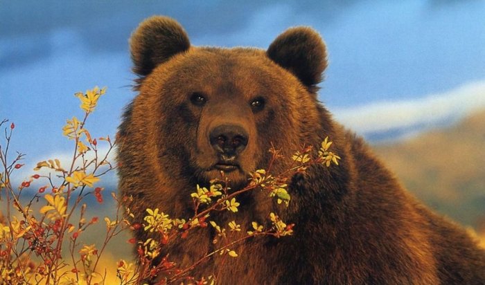 В Братском районе РЖД заплатит за смерть двух медведей