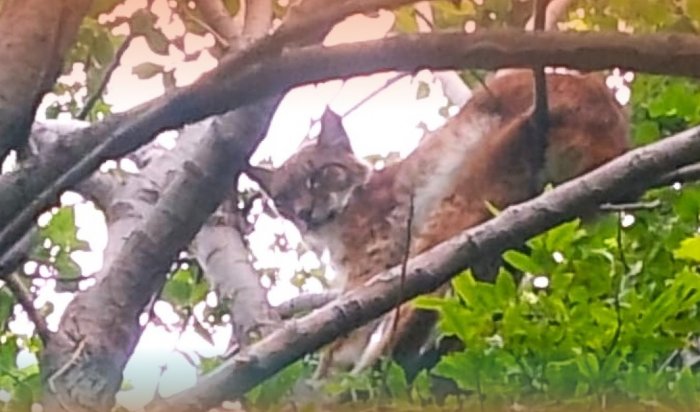 На КБЖД рысь заскочила во двор к местному жителю