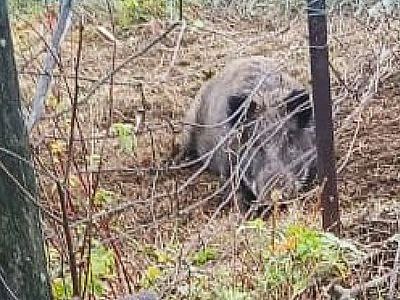 В Слюдянском районе в заборе застрял кабан