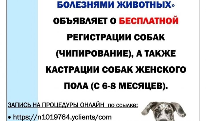 В Иркутске можно бесплатно кастрировать и чипировать собак