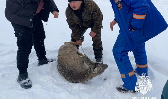 В Приангарье спасли косулю, провалившуюся в полынью (Видео)