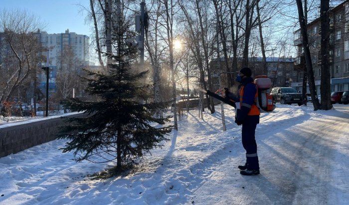 В Иркутске начали обрабатывать защитными химикатами хвойные деревья