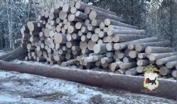 Черных лесорубов поймали в Заларинском районе (Видео)