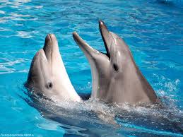 Росприроднадзор не выявил нарушений в  работе передвижного дельфинария в Иркутске
