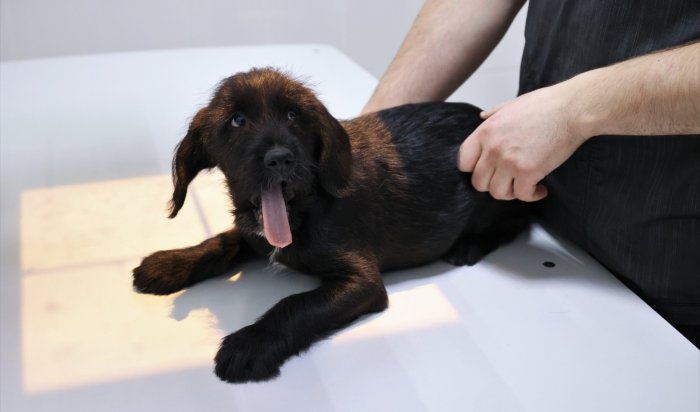 В Приангарье за 2024 год от бешенства привили более 100 тысяч собак и кошек