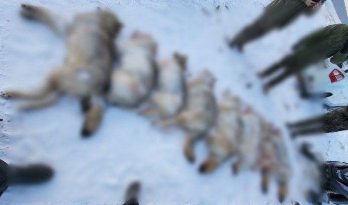 В Нукутском районе застрелили стаю волков