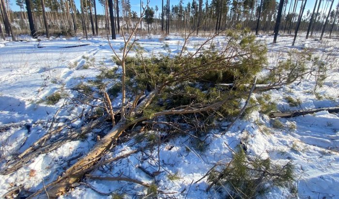 В Иркутском районе с поличным поймали черного лесоруба