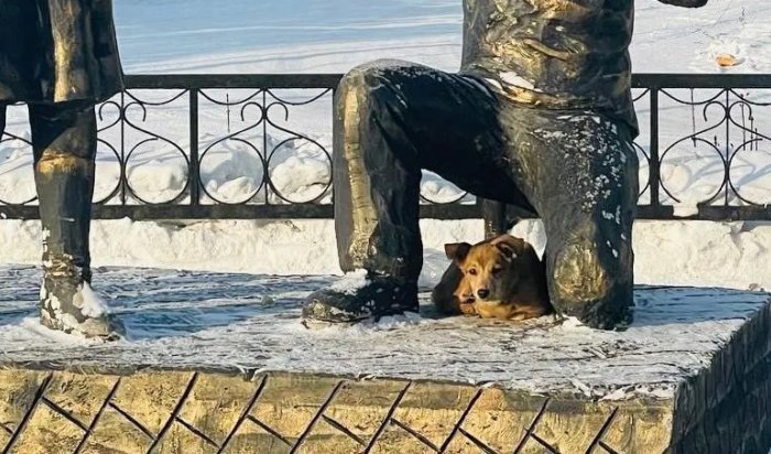В Черемхово мэр помог найти хозяина замерзающей на улице собаки