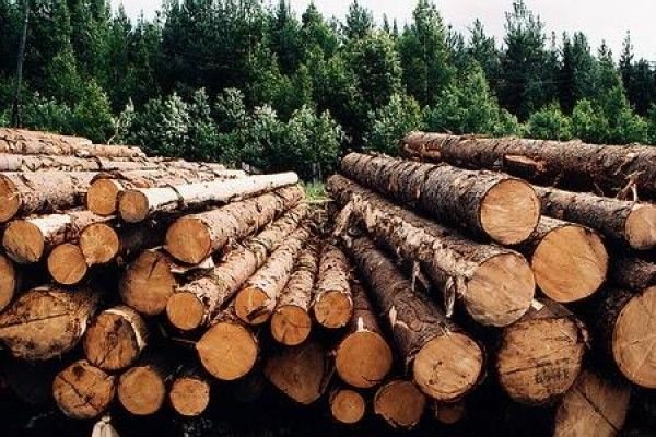 Руководителя агентства лесного хозяйства Иркутской области отправили в отставку