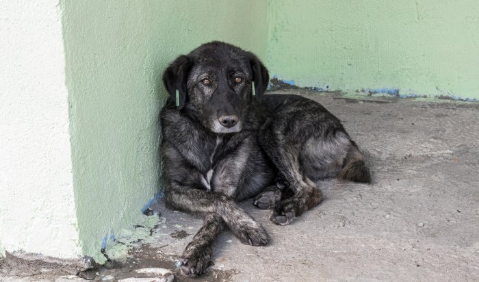 В Иркутске уголовное дело возбуждено из-за нападения собак на людей