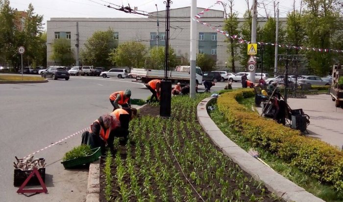 В Иркутске началась высадка цветов на городские клумбы
