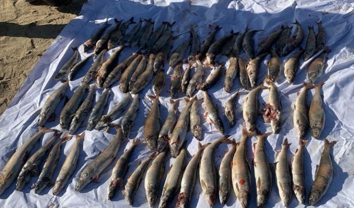 Возбуждено уголовное дело о незаконном вылове хариуса из Байкала