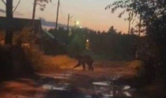 В Вихоревке застрелили медведя, вышедшего к людям