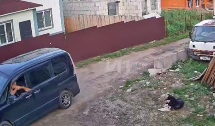В Смоленщине мужчина застрелил собаку (Видео)