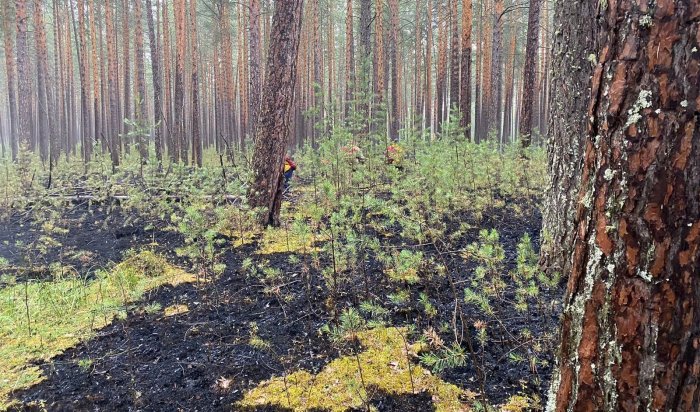 За сутки в лесах Иркутской области ликвидировали семь пожаров