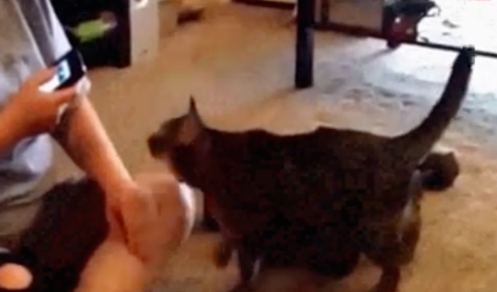 Кот напал на женщину, заговорившую с ним «по-кошачьи» (Видео)