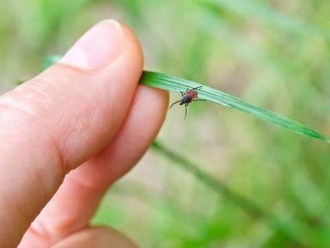 107 жителей Приангарья покусали клещи за неделю