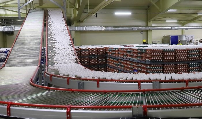 Полмиллиарда яиц произвели в Иркутской области с начала текущего года